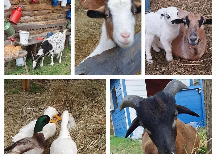 Csacsiorszag Vendeghaz Vakantieboerderij